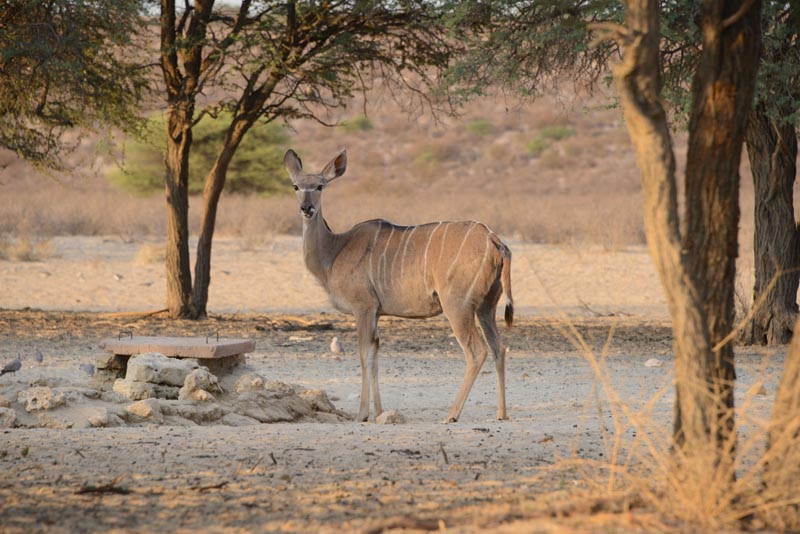 Kudu