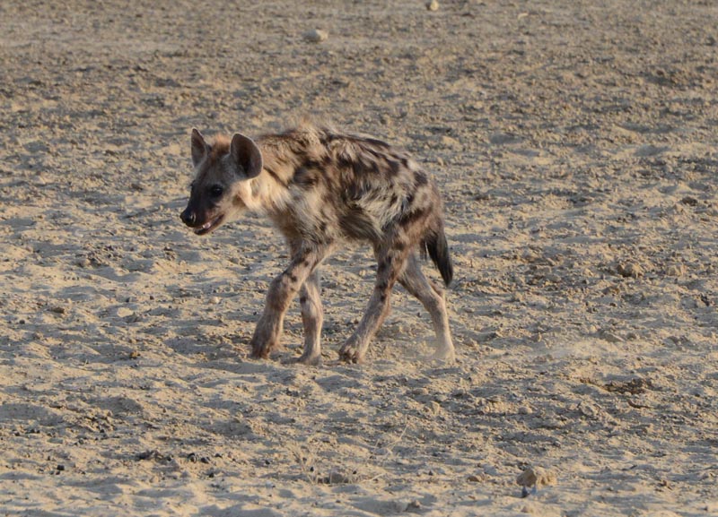 Spotted Hyena