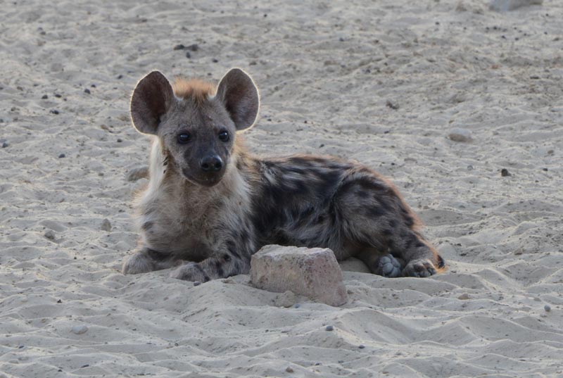 Spotted Hyena