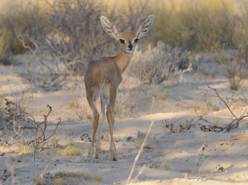 Steenbok