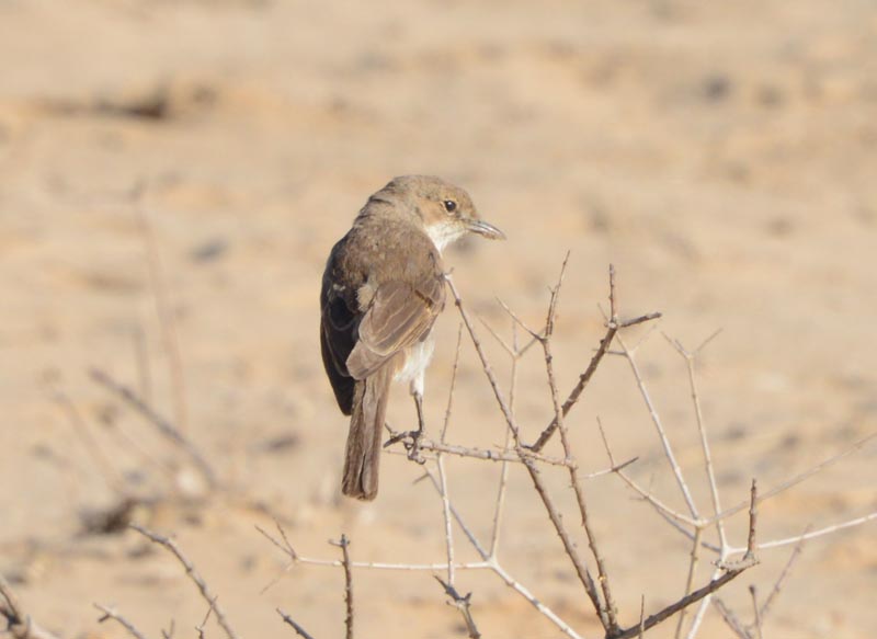 Marico Flycatcher