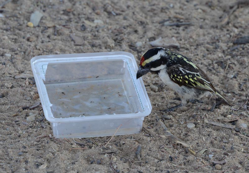 Acacia Pied Barbet