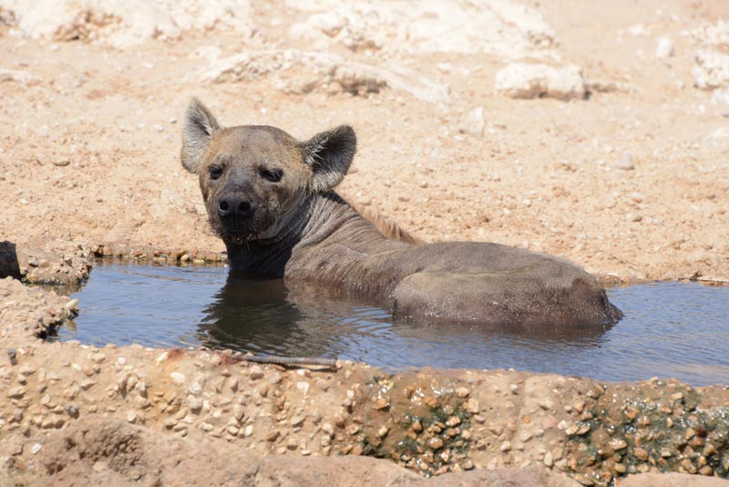 Spotted Hyena