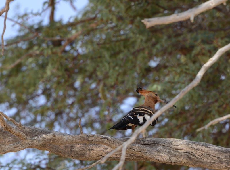 African Hoopoe