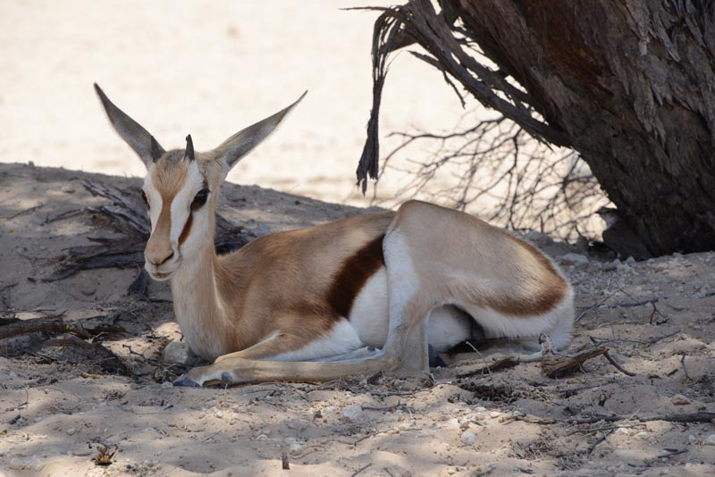 Springbok