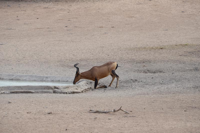 Red Hartebeest