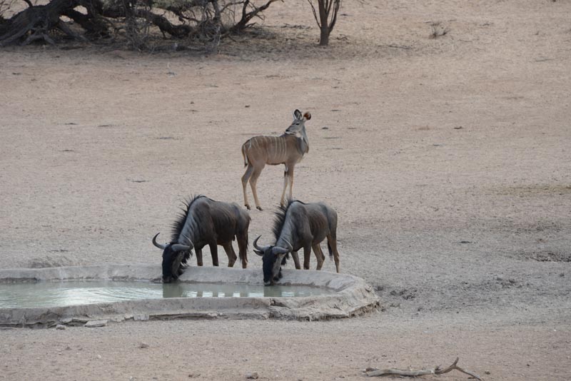 Urikaruus Waterhole