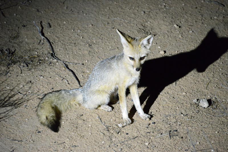 Cape Fox