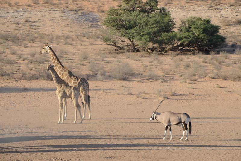 Giraffe & Oryx