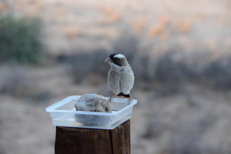 White-browed Sparrow Weaver