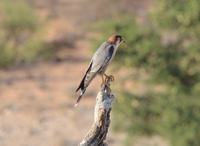 Red-necked Falcon