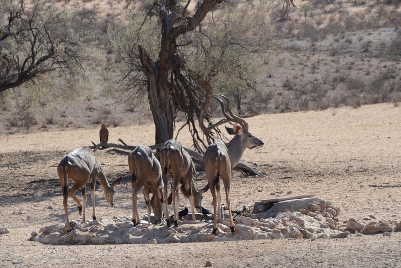 Kudu