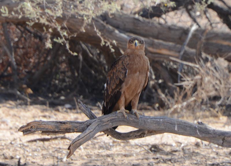 Tawny Eagle