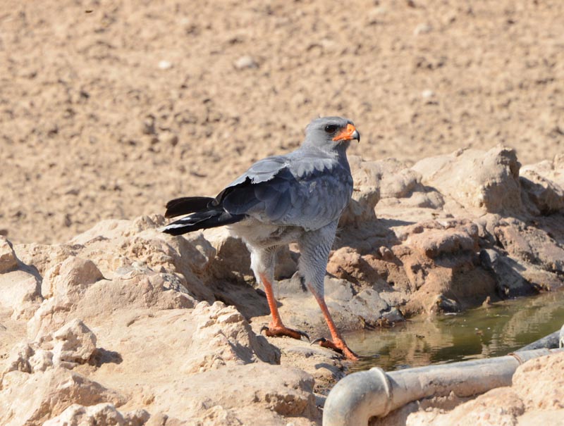 Pale Chanting Goshawk