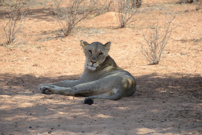 Lioness