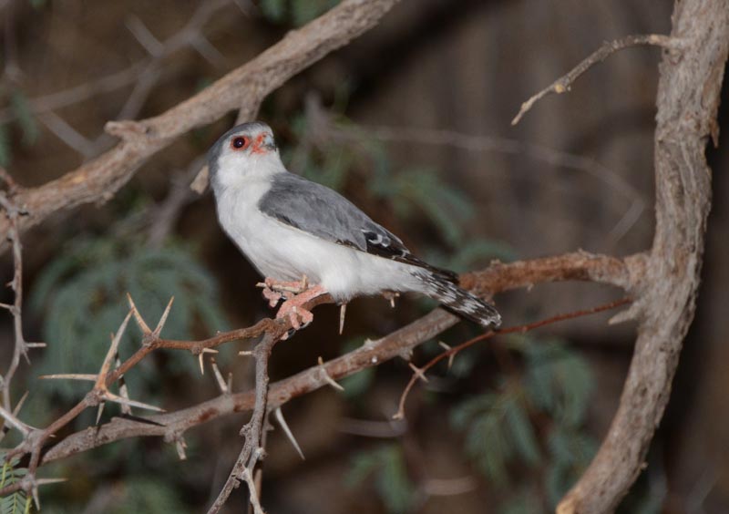 Pygmy Falcon