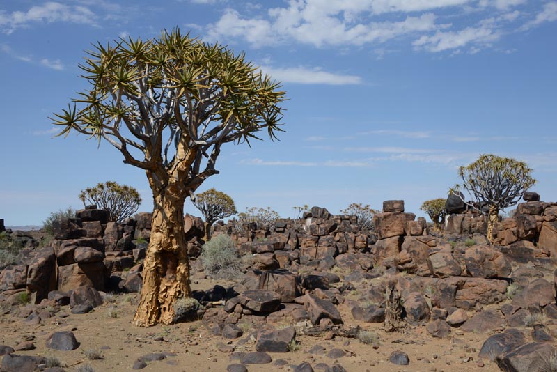 Quiver Tree