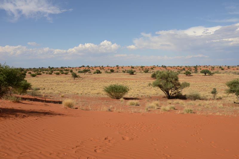 Bagatelle Kalahari Game Ranch