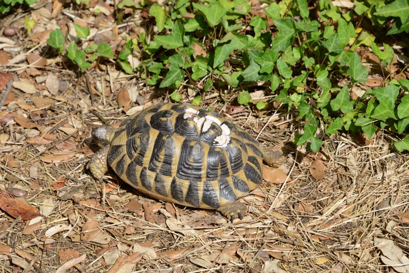 Testudo hermanni