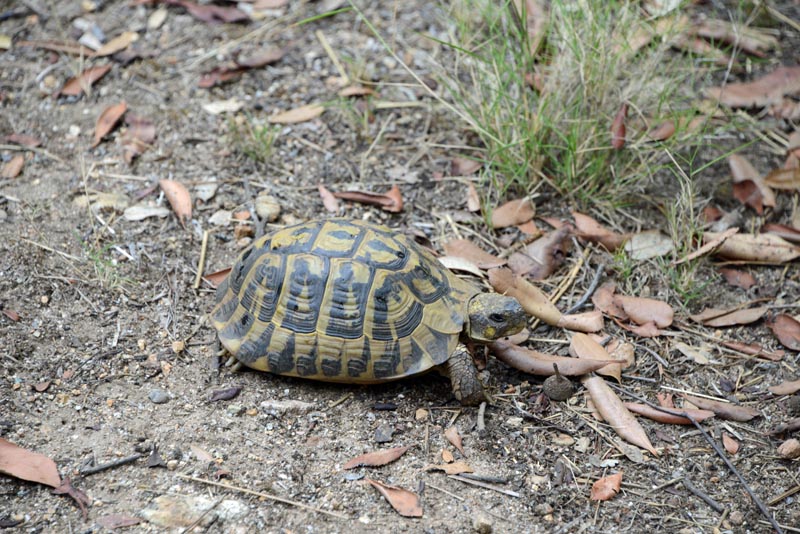 Testudo hermanni