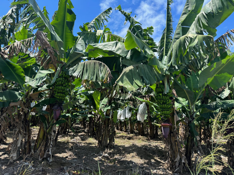 Bananen