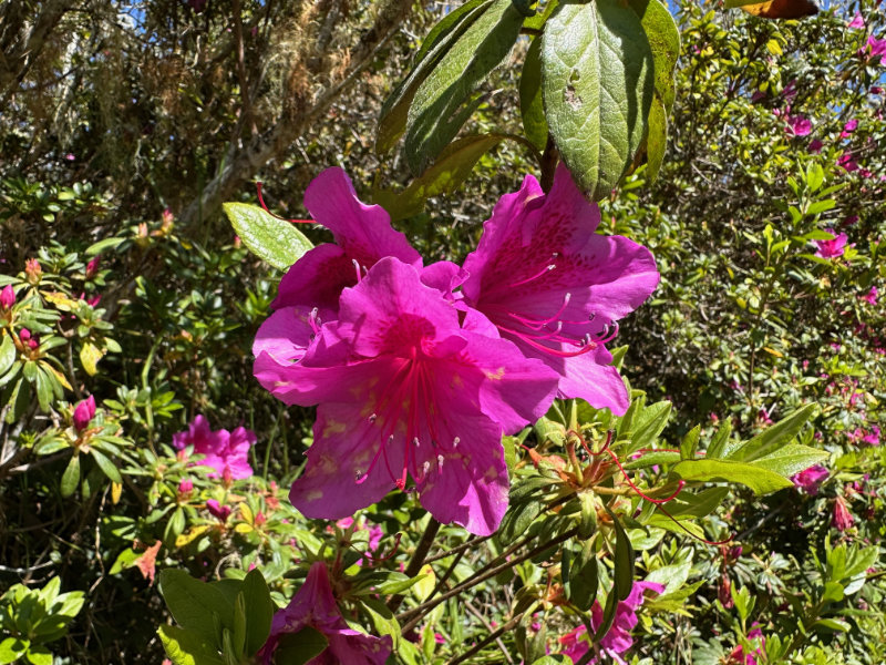 Foret de Bebour - Belouve
