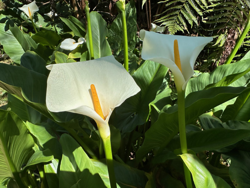 Foret de Bebour - Belouve