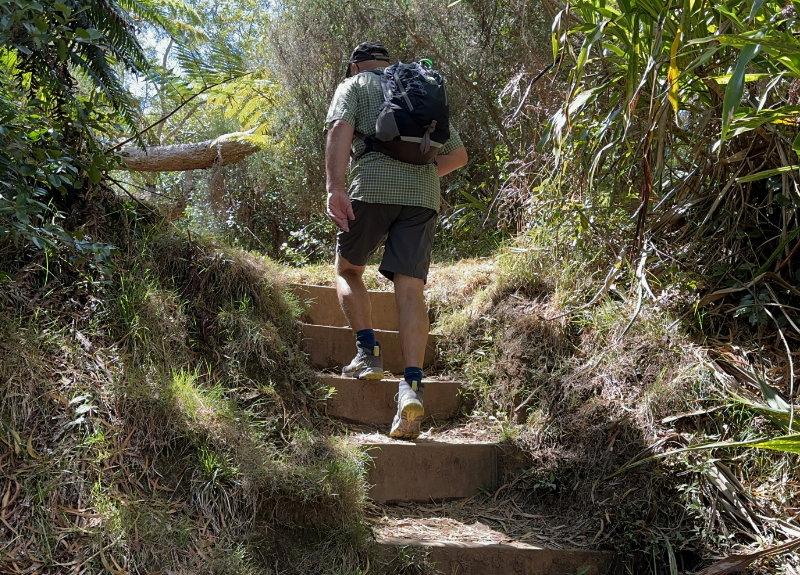Foret de Bebour - Belouve
