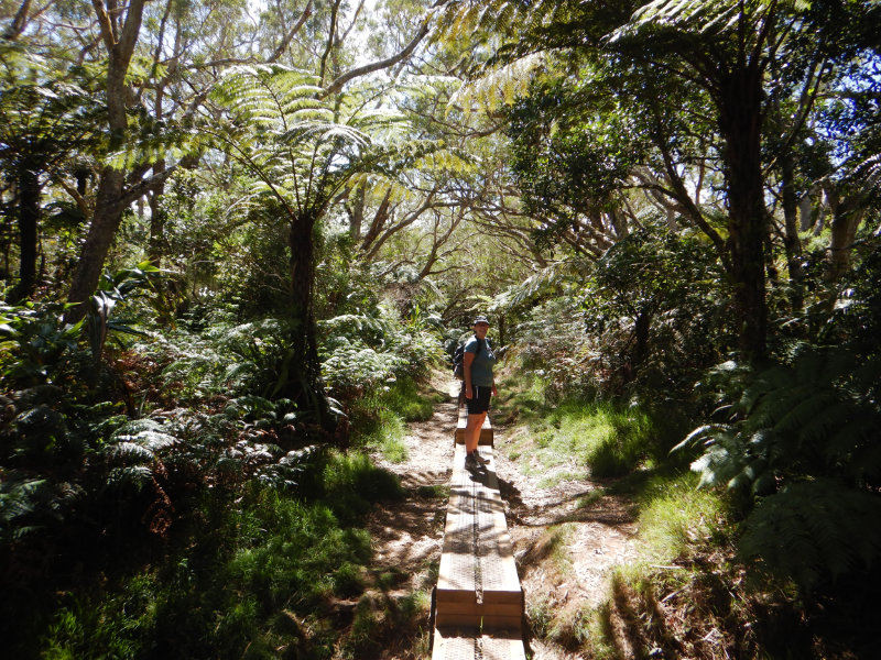 Foret de Bebour - Belouve