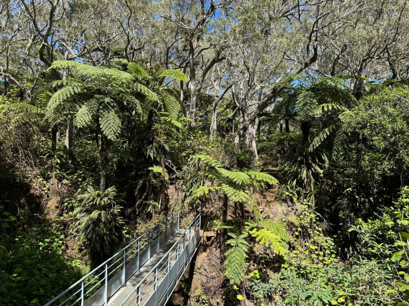 Foret de Bebour - Belouve