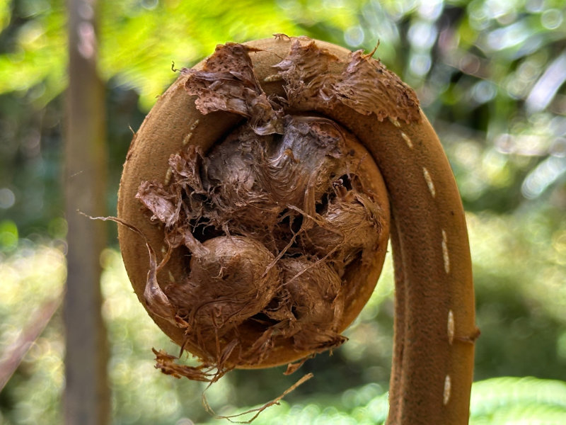 Foret de Bebour - Belouve
