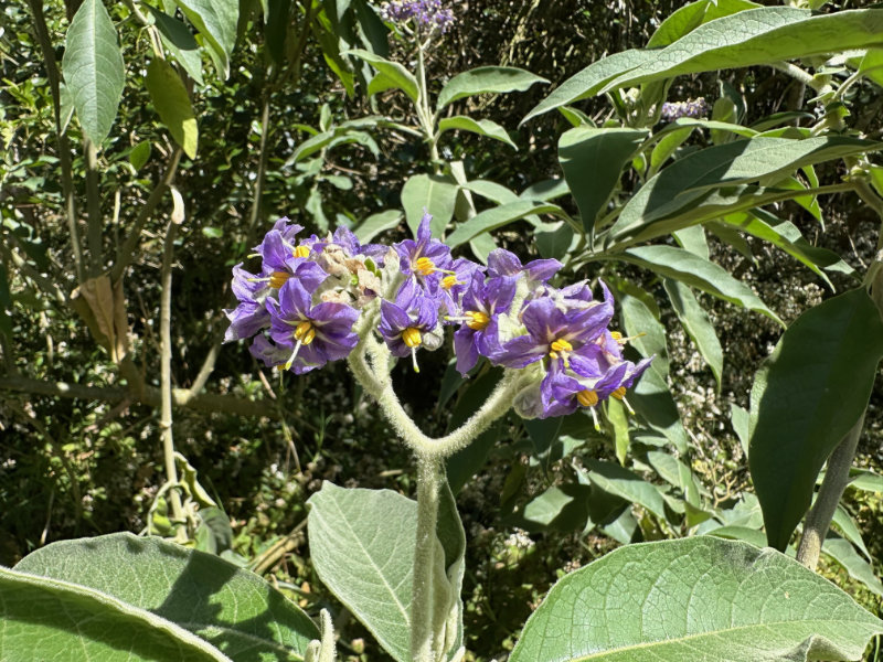 Foret de Bebour - Belouve