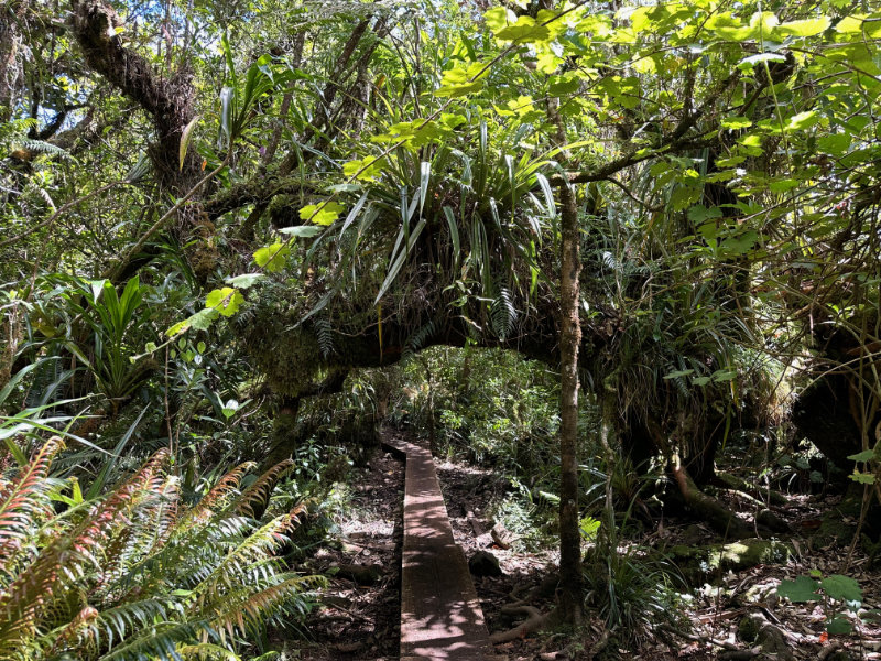 Foret de Bebour - Belouve