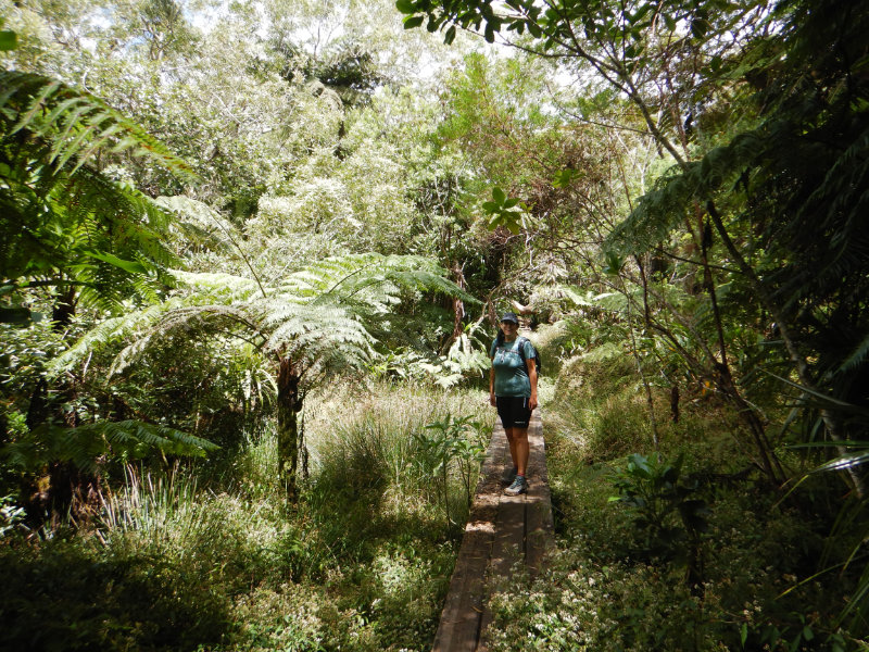 Foret de Bebour - Belouve