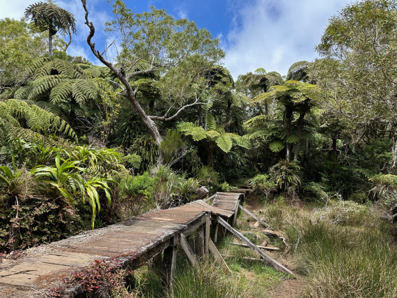 Foret de Bebour - Belouve