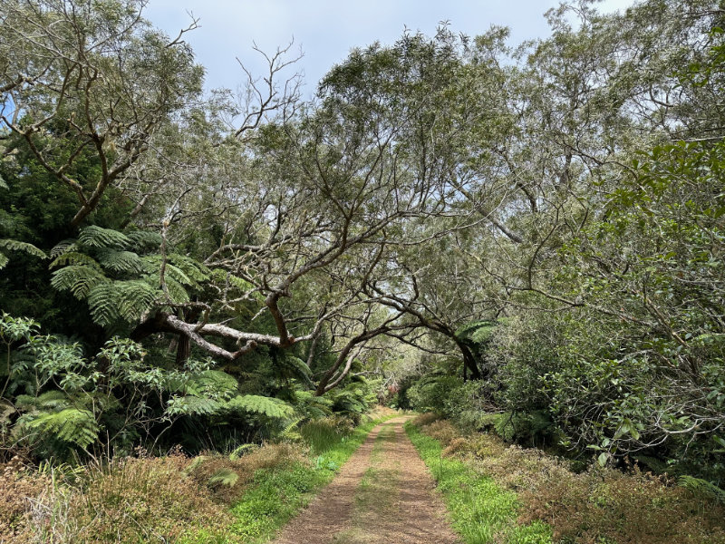 Foret de Bebour - Belouve