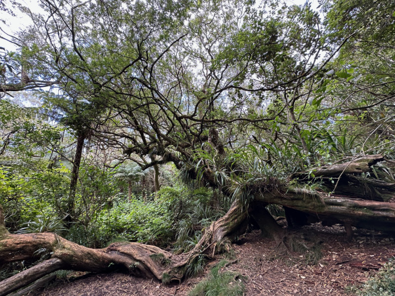 Foret de Bebour - Belouve