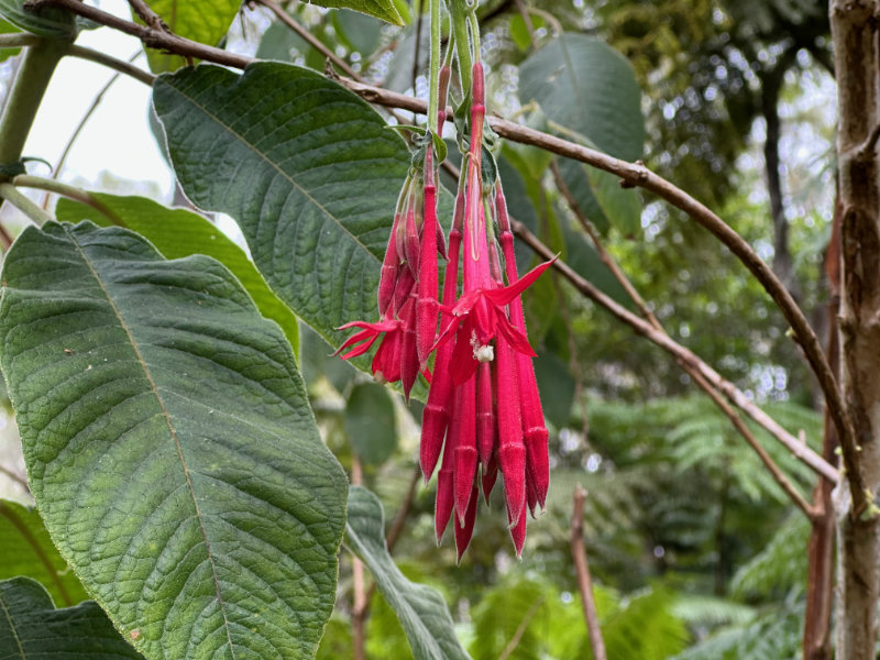 Foret de Bebour - Belouve
