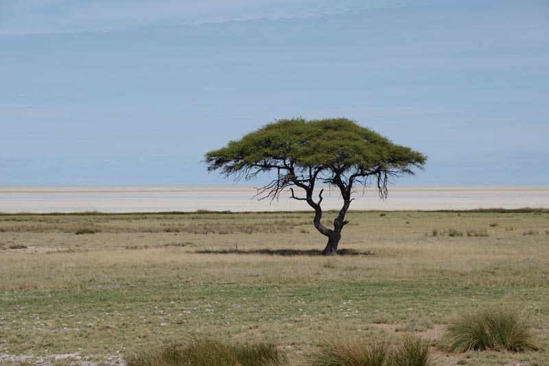 Etosha NP