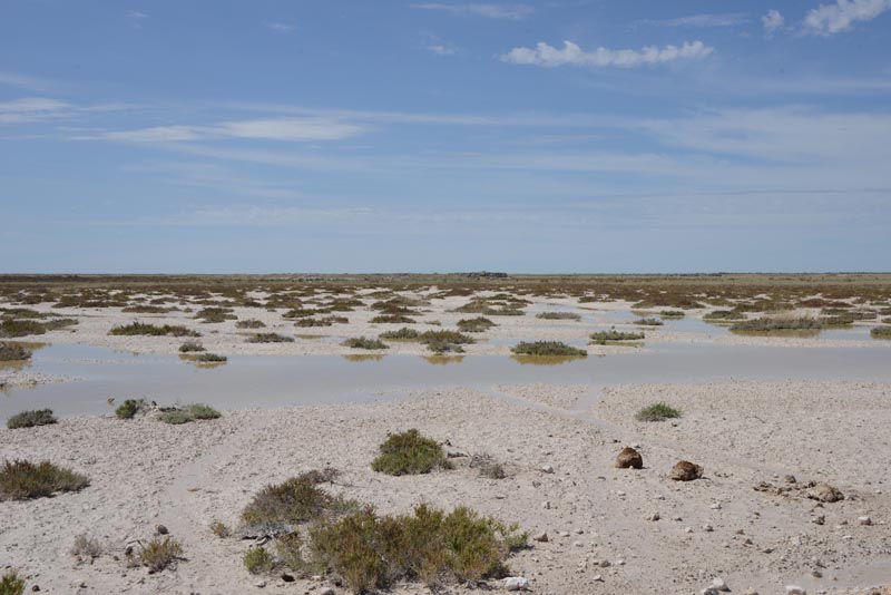 Etosha NP