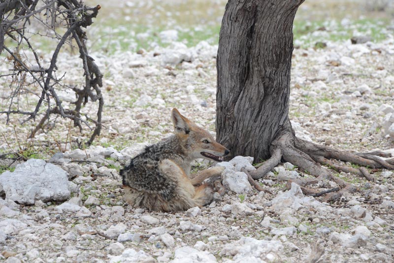 Blackbacked Jackal