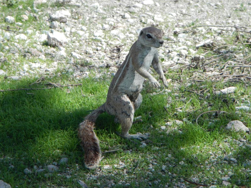 Ground Squirrel