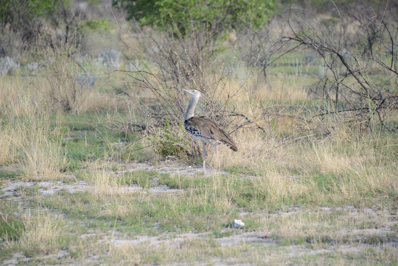 Kori Bustard