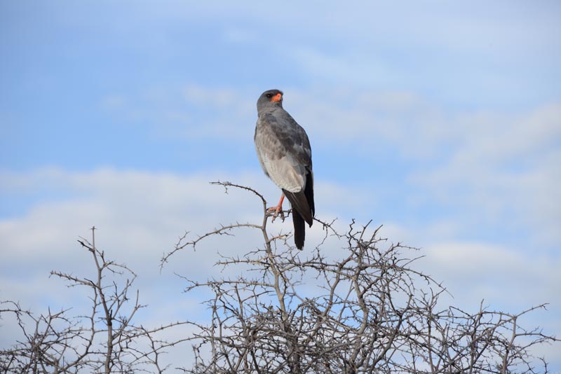 Southern Pale Chanting Goshawk