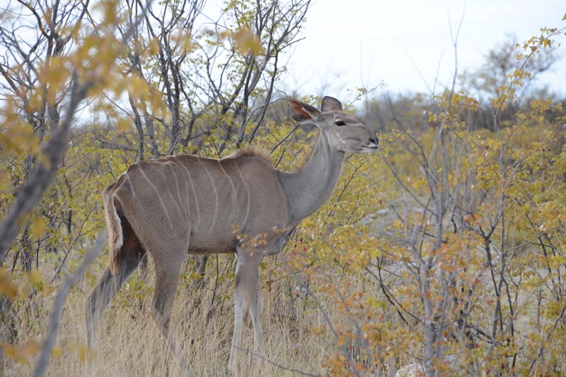 Kudu