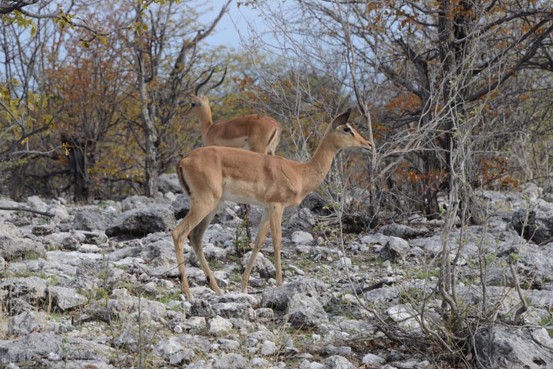 Impala