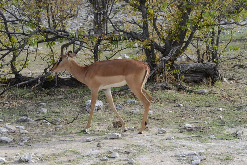 Impala