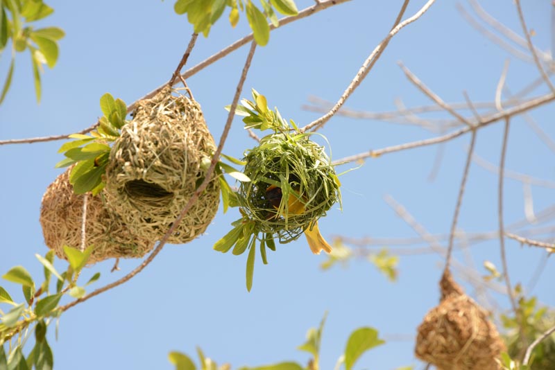 Masked Weaver