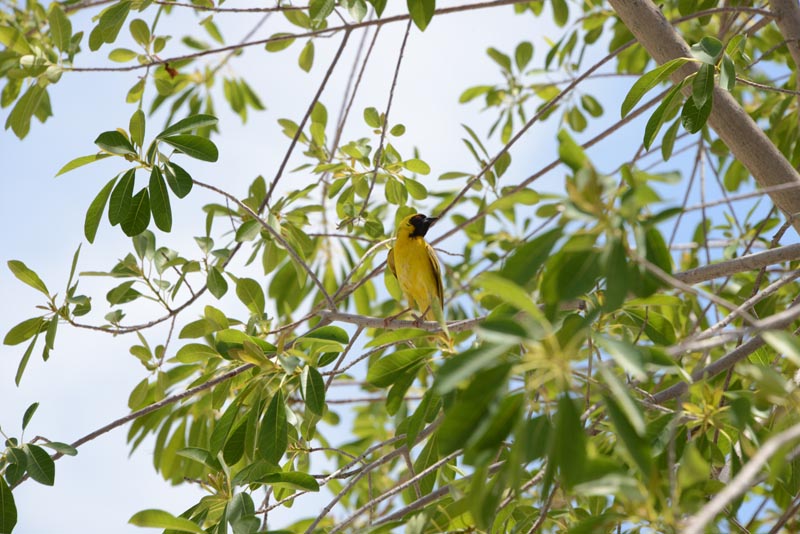 Masked Weaver