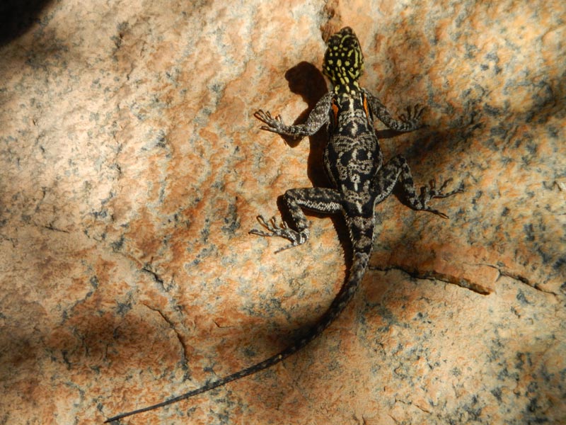 Namibian Rock Agama
